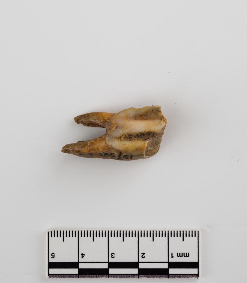 Pleistocene reindeer tooth