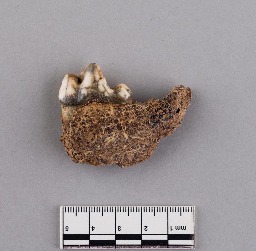 Pleistocene wolf bone