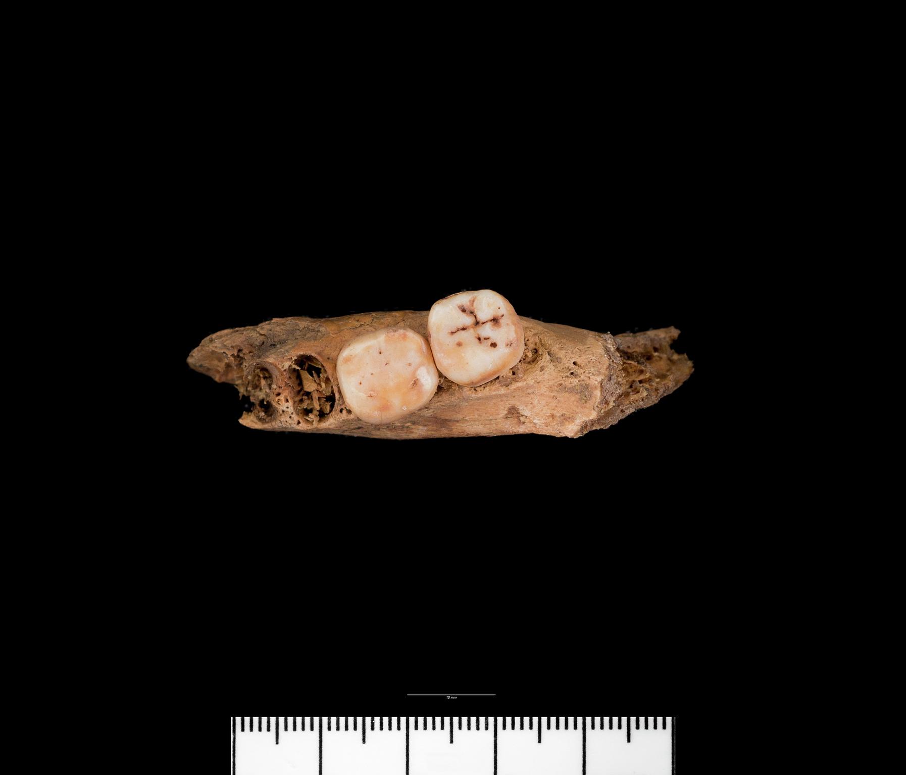 Bronze Age / Roman human bone