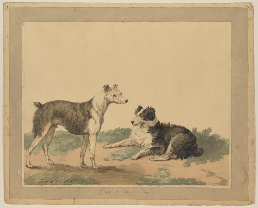 Cur, or Drover's Dog