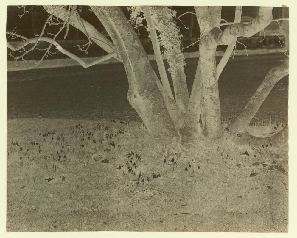 Snowdrops, photograph