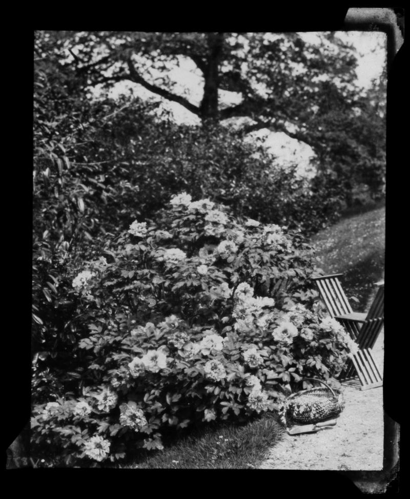 Tree peony, negative