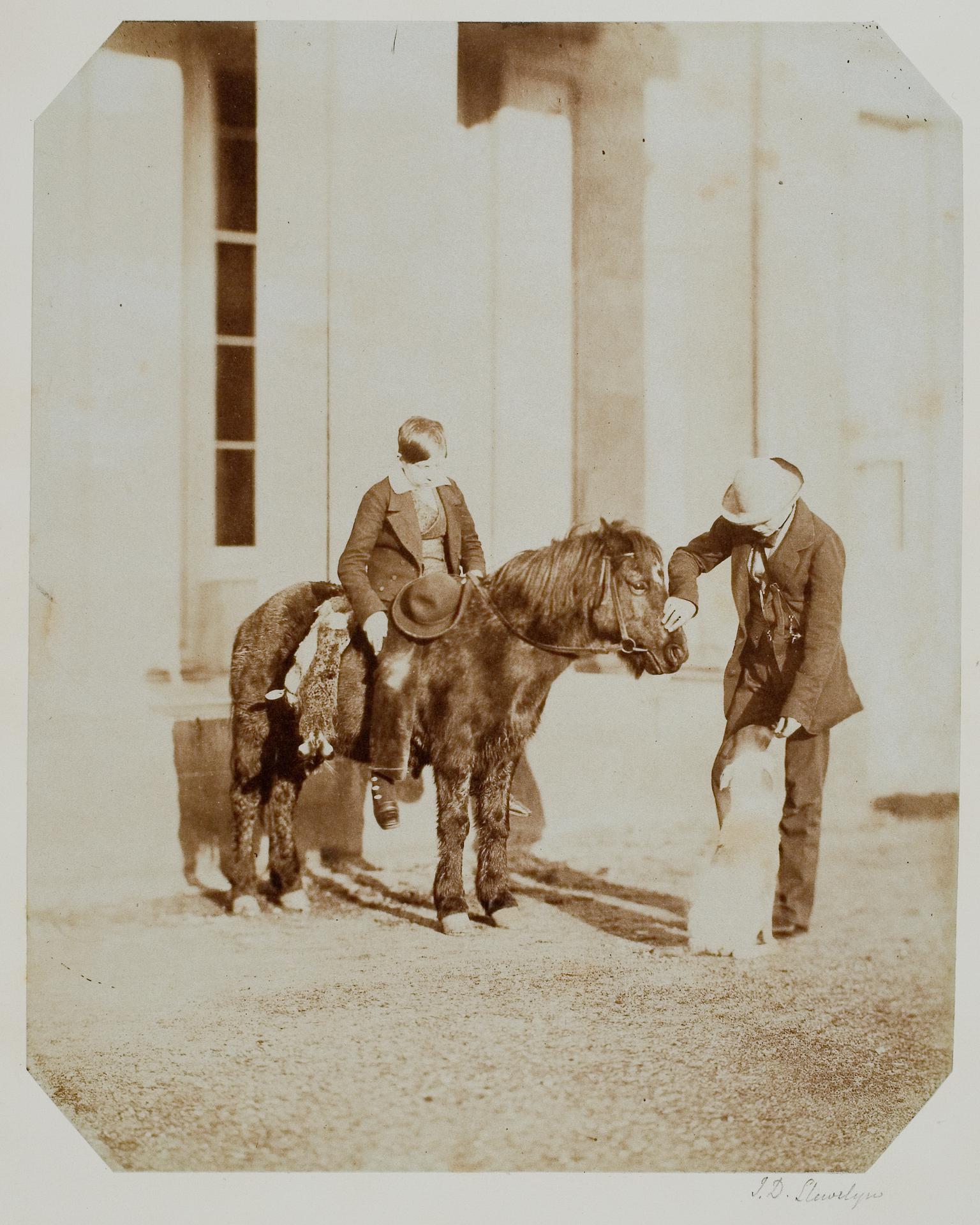 The Welsh Poney, photograph