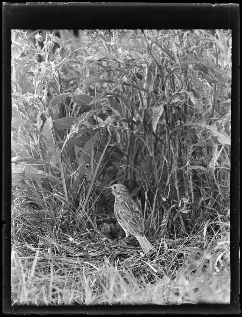 Corn Bunting at nest, glass negative