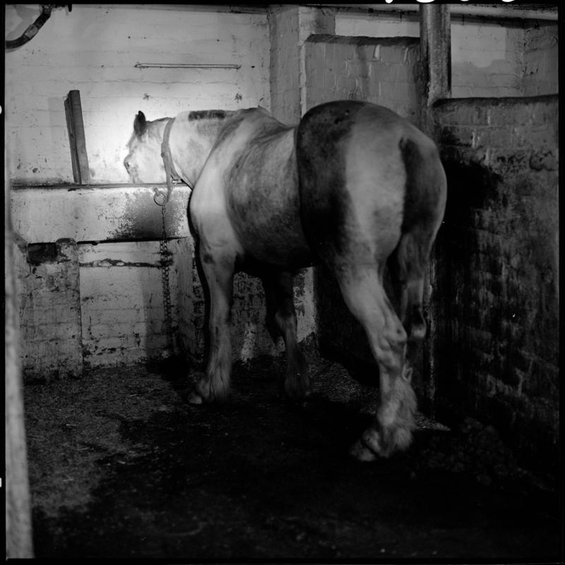 Black and white film negative showing Rex (pit pony) in his stall, Tower Colliery December 1979.  'Tower Colliery pit pony Dec 1979' is transcribed from original negative bag.  Appears to be identical to 2009.3/1367