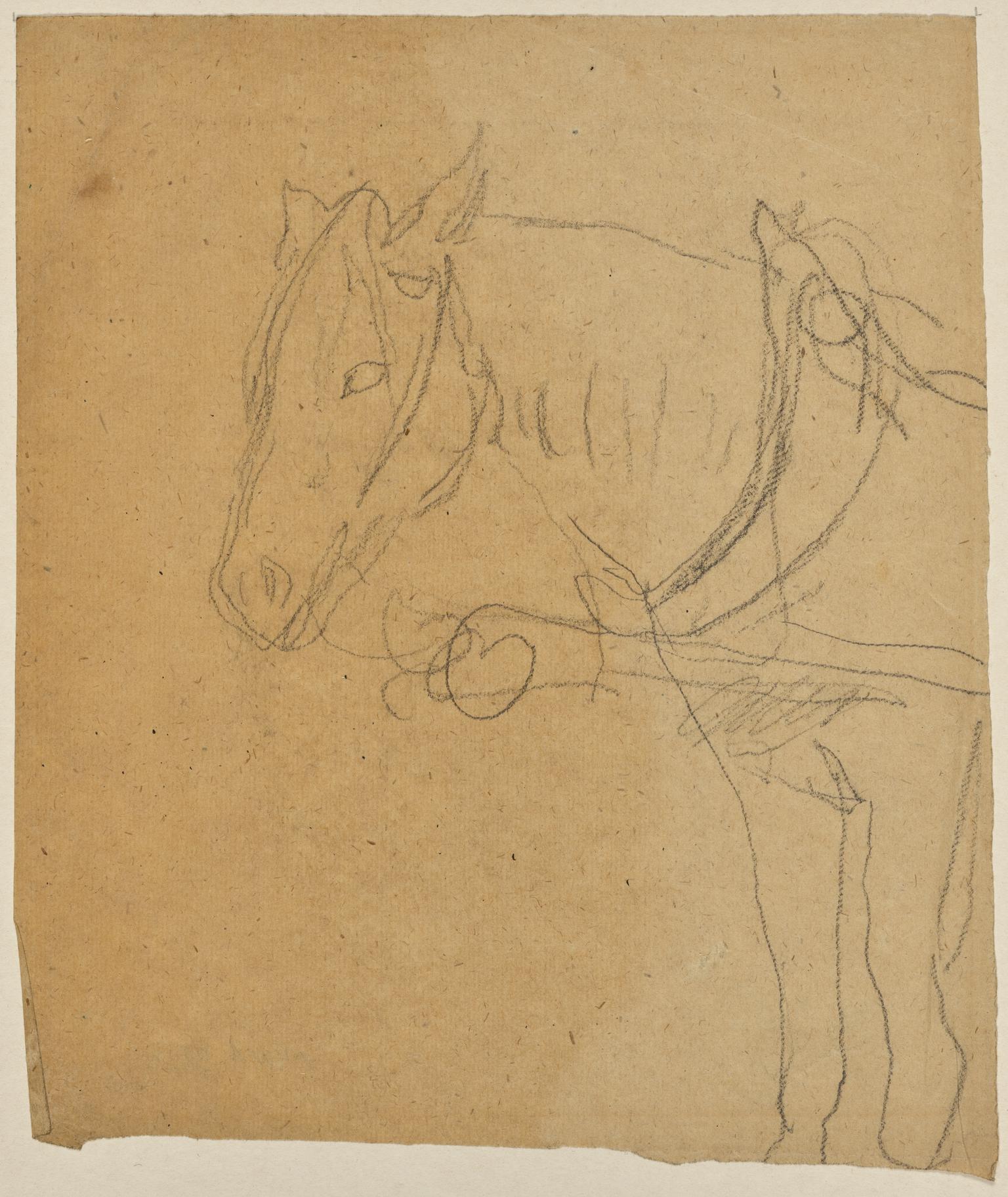 Horse in harness
