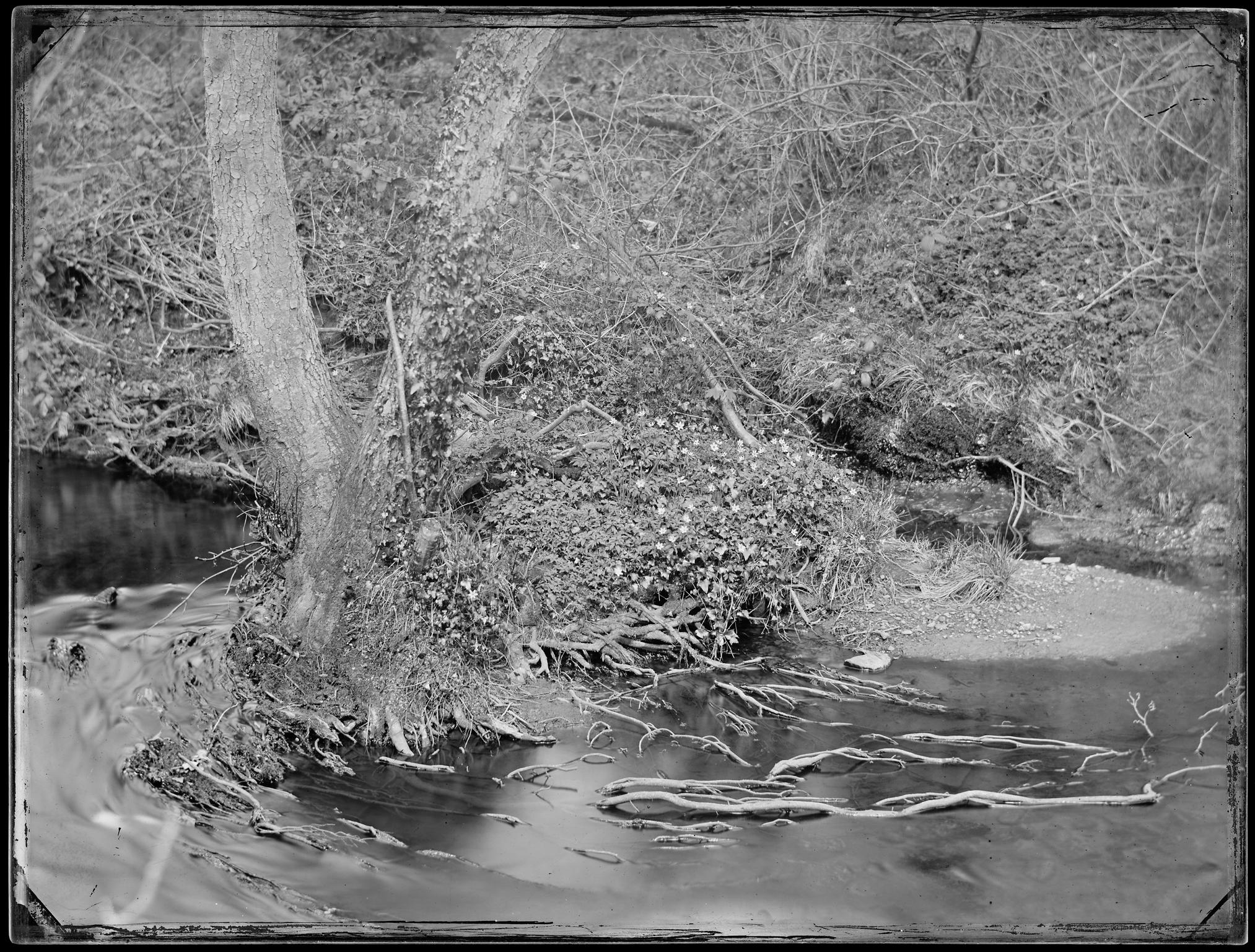 Tree roots in stream, negative