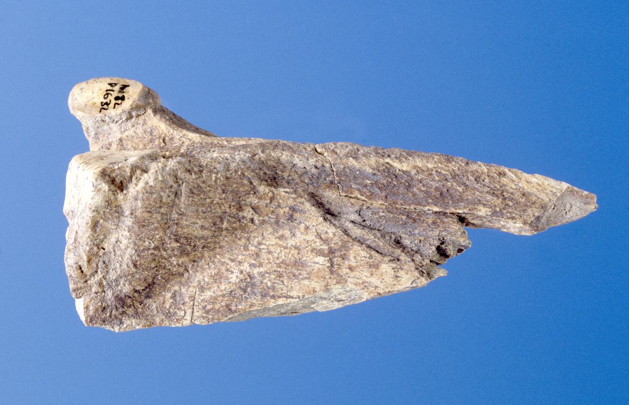 Pleistocene horse bone