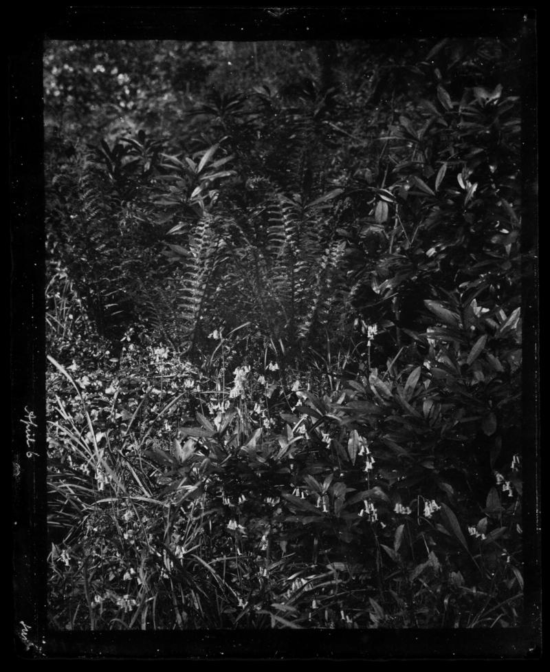 Ferns, negative