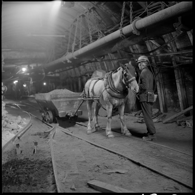 Black and white film negative showing a pit pony with his ostler, Tower Colliery December 1979.  'Tower Colliery pit pony Dec 1979' is transcribed from original negative bag.