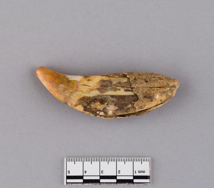 Pleistocene brown bear tooth