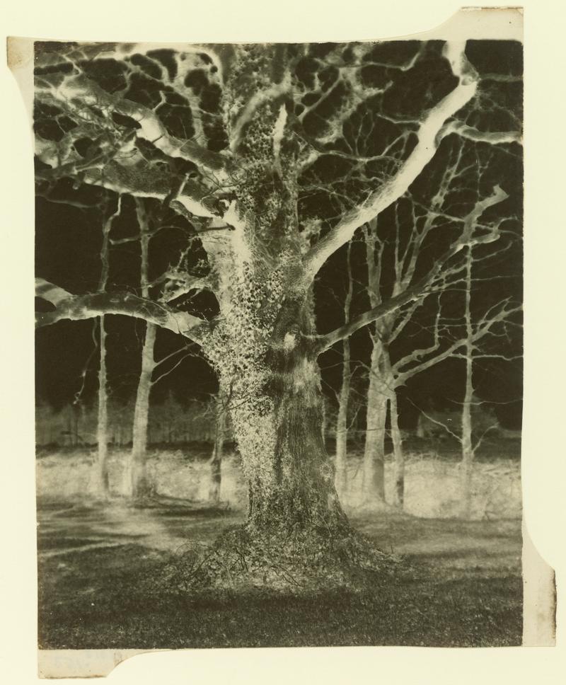 Penllergare, trees, negative