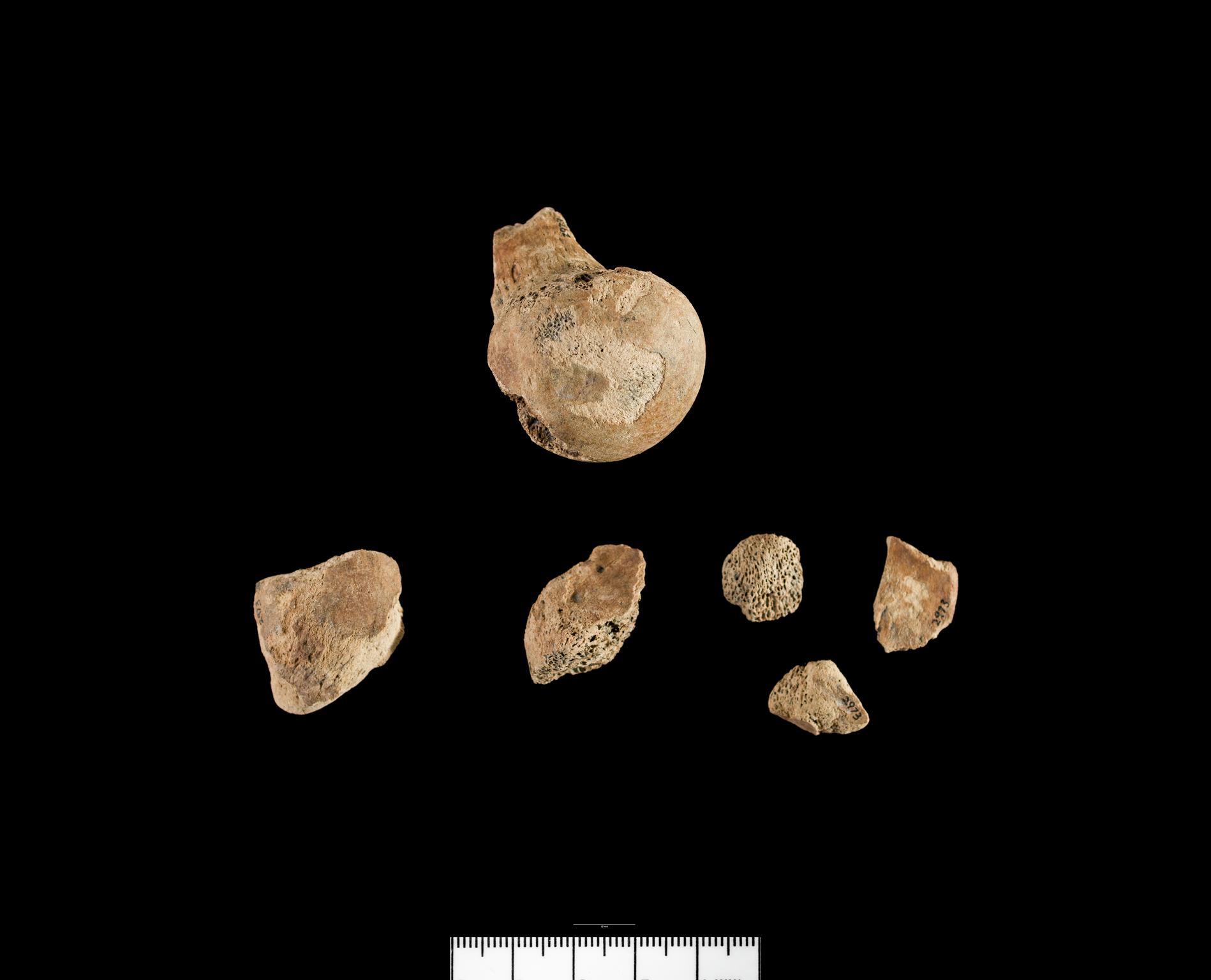 Mesolithic animal bone