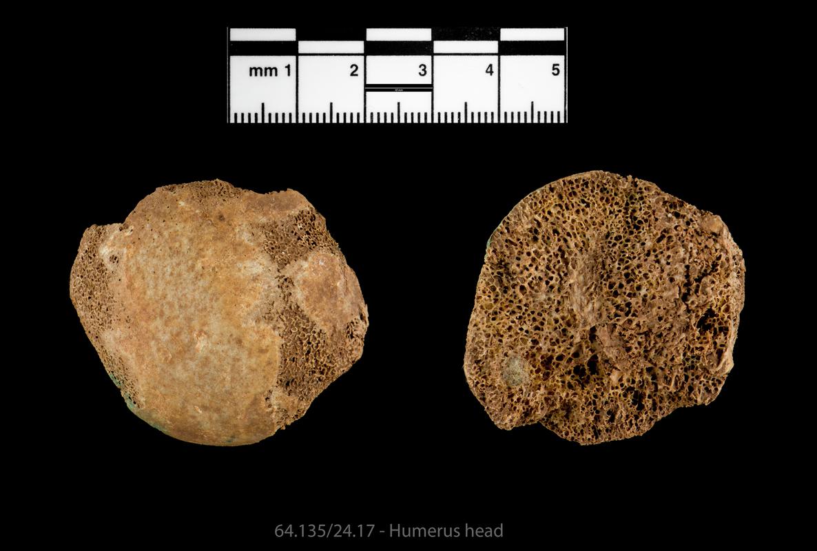 Human remains - humerus head