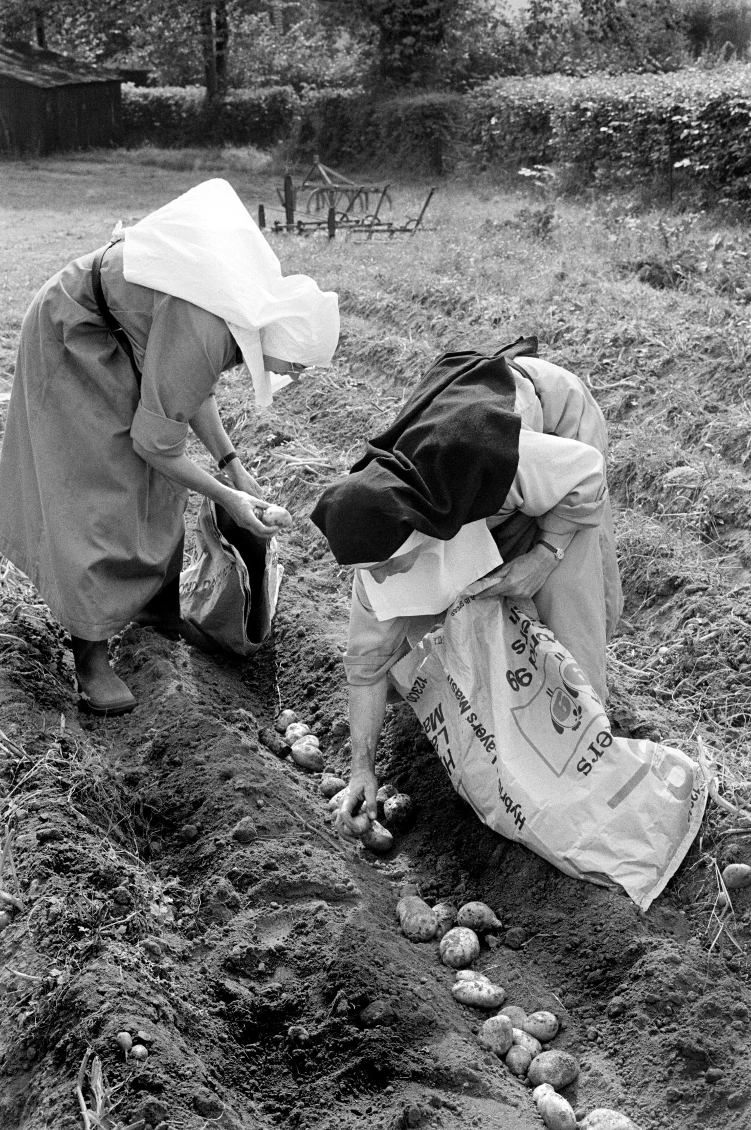 Nuns of the society of the sacred Cross at Tymawr Convent. A self-sufficient closed order, hand picking potatoes. Lydart, Wales