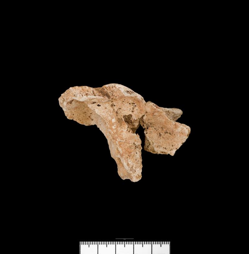 Prehistoric human bone