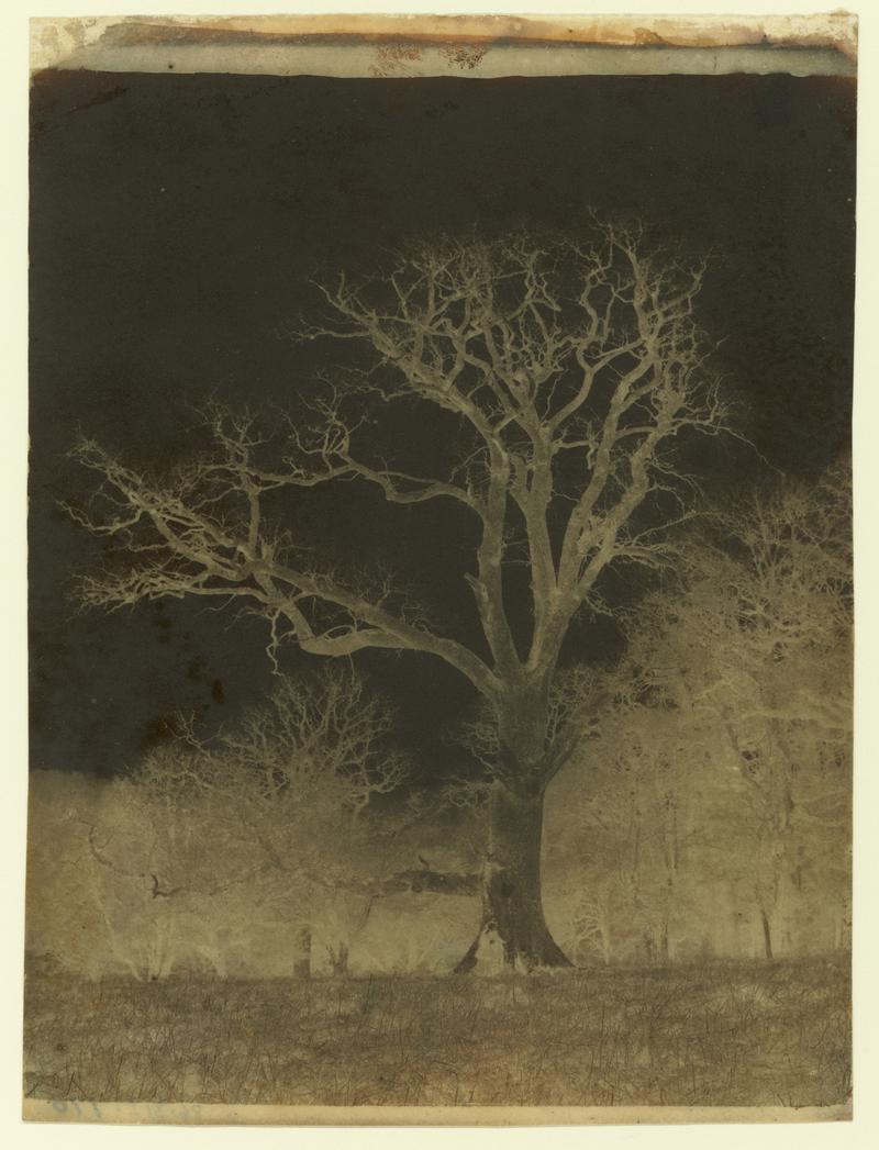 Sherborne Park, negative