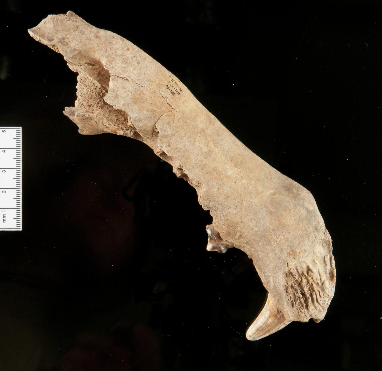 Pleistocene bear bone