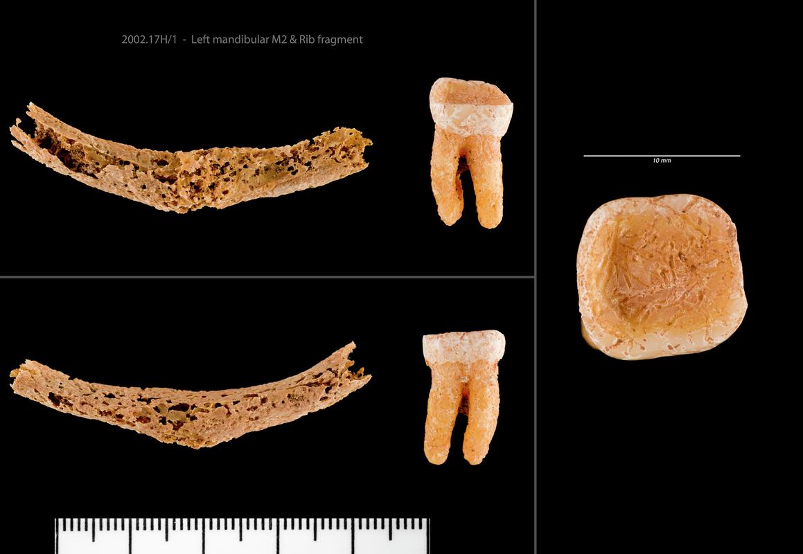 Left mandibular M2 and Rib fragment