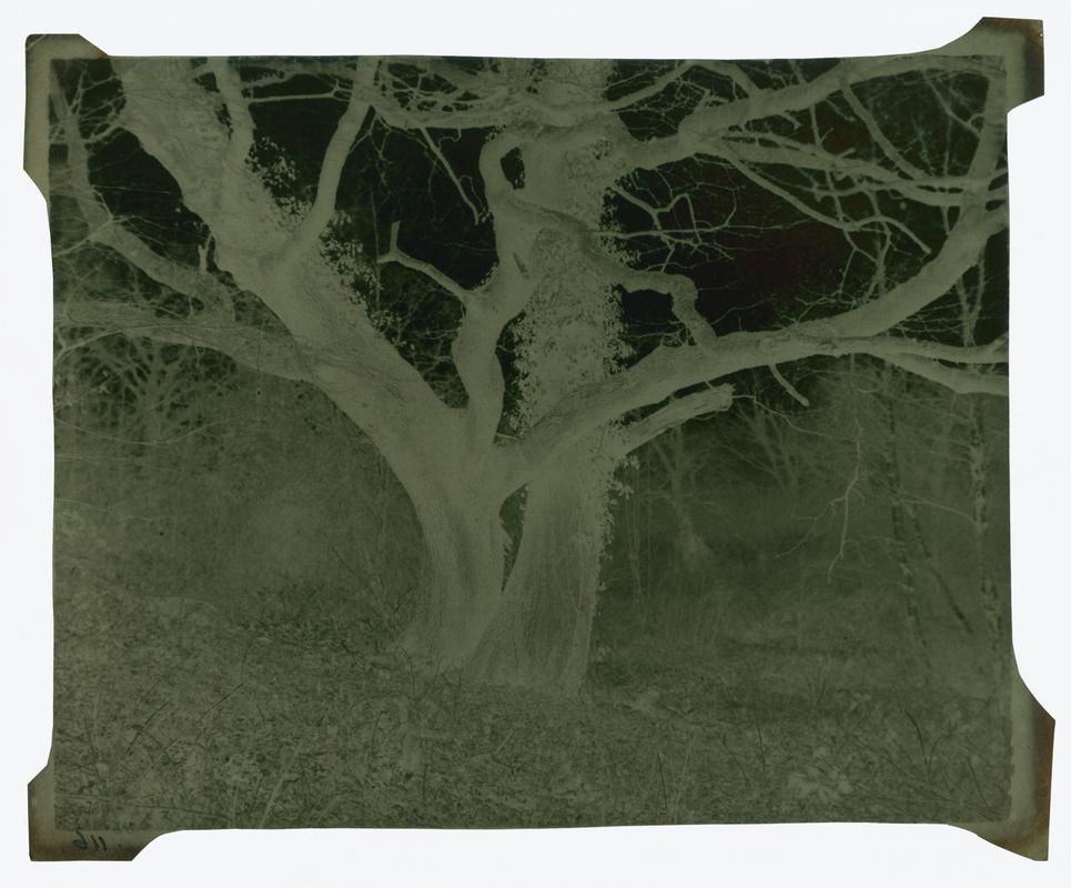 Trees, negative