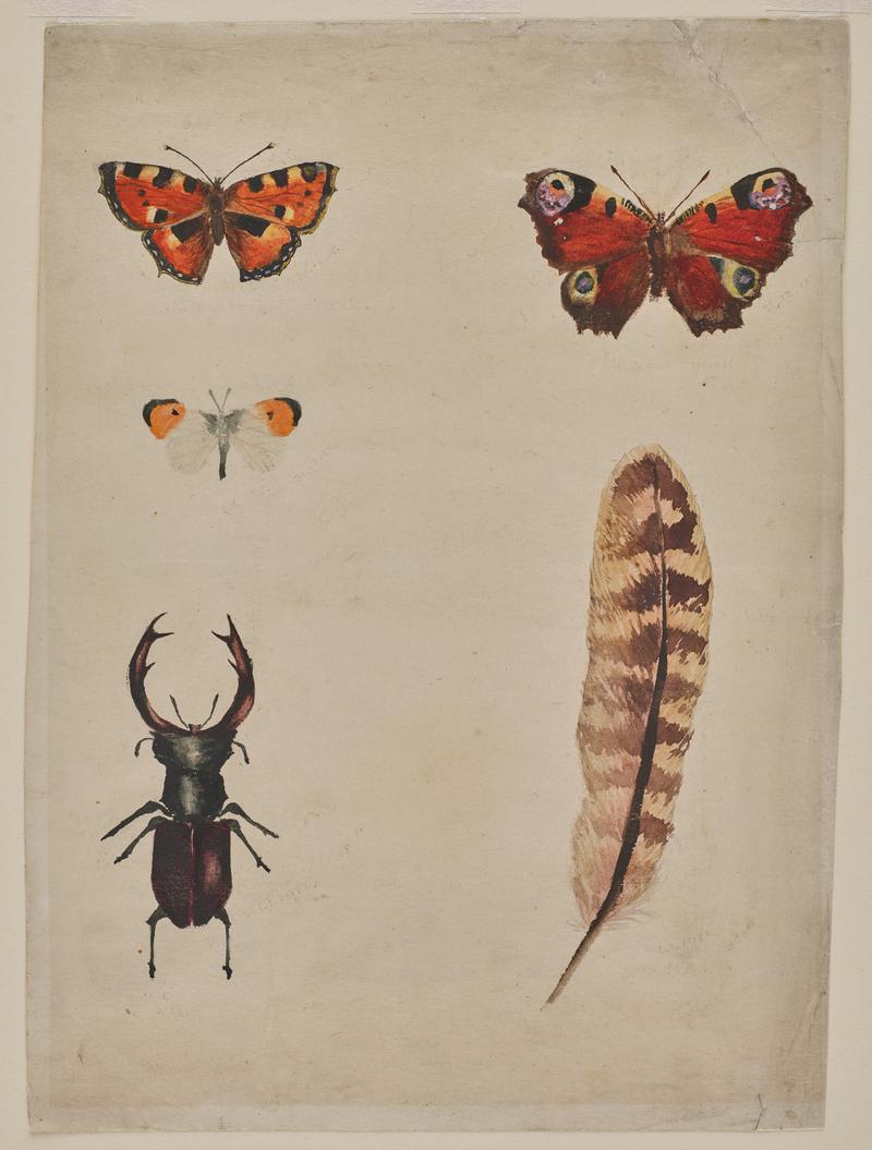 Study of Butterflies, Feather and Beetle