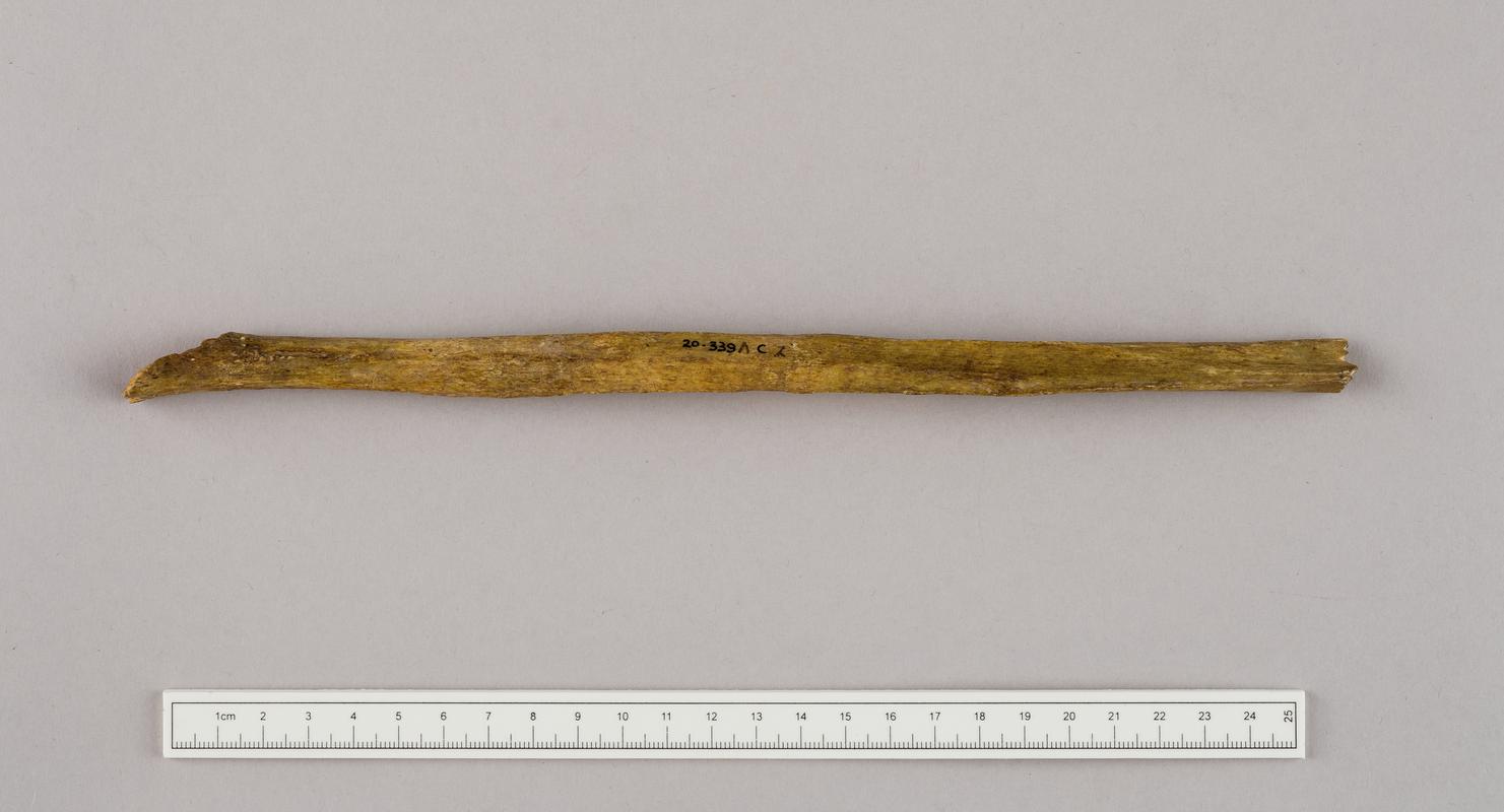 Prehistoric human bone