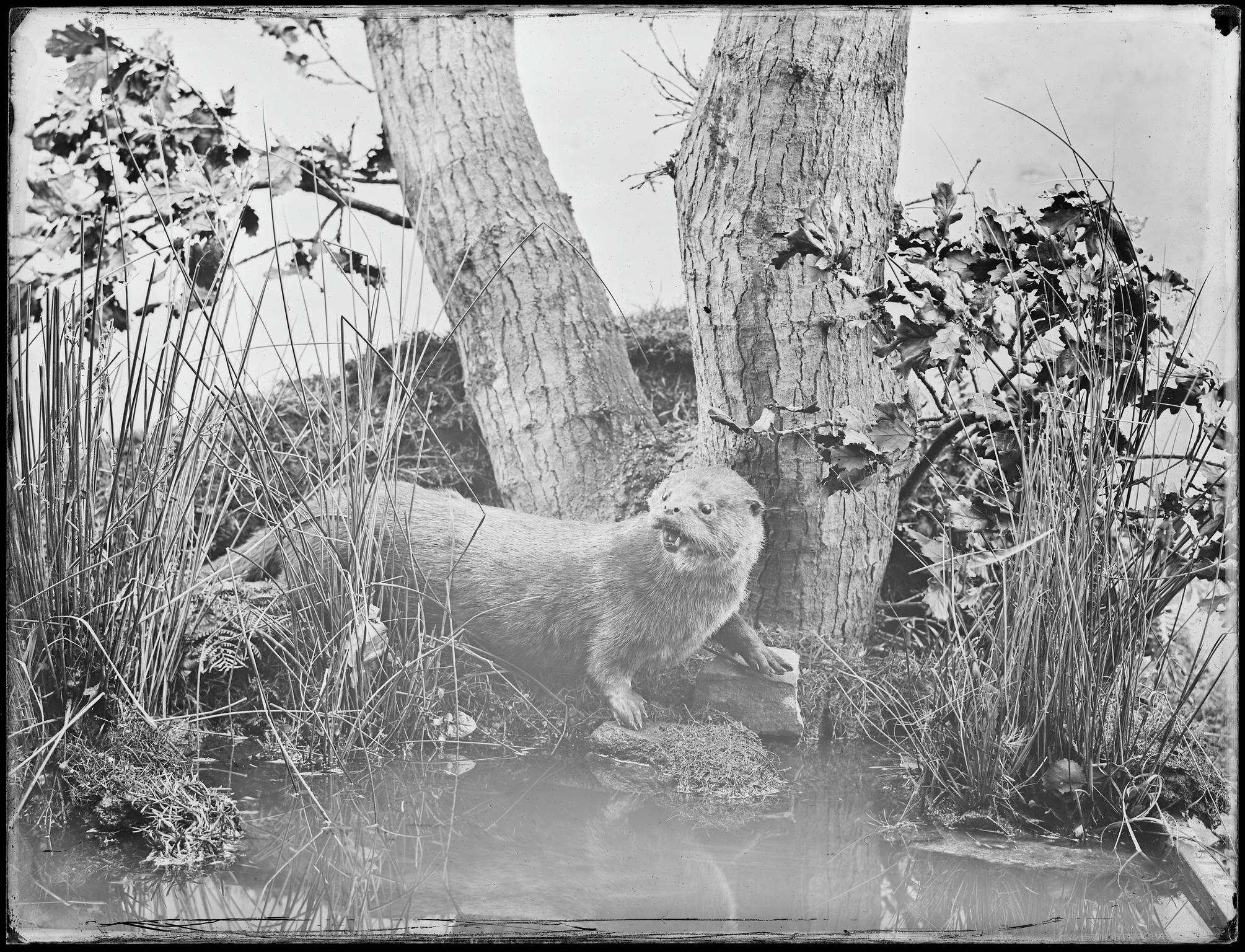 Otter, glass negative
