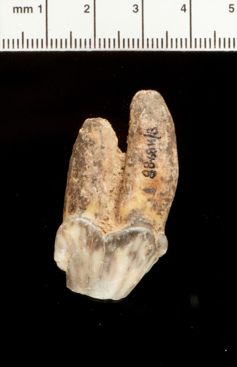 Pleistocene animal tooth