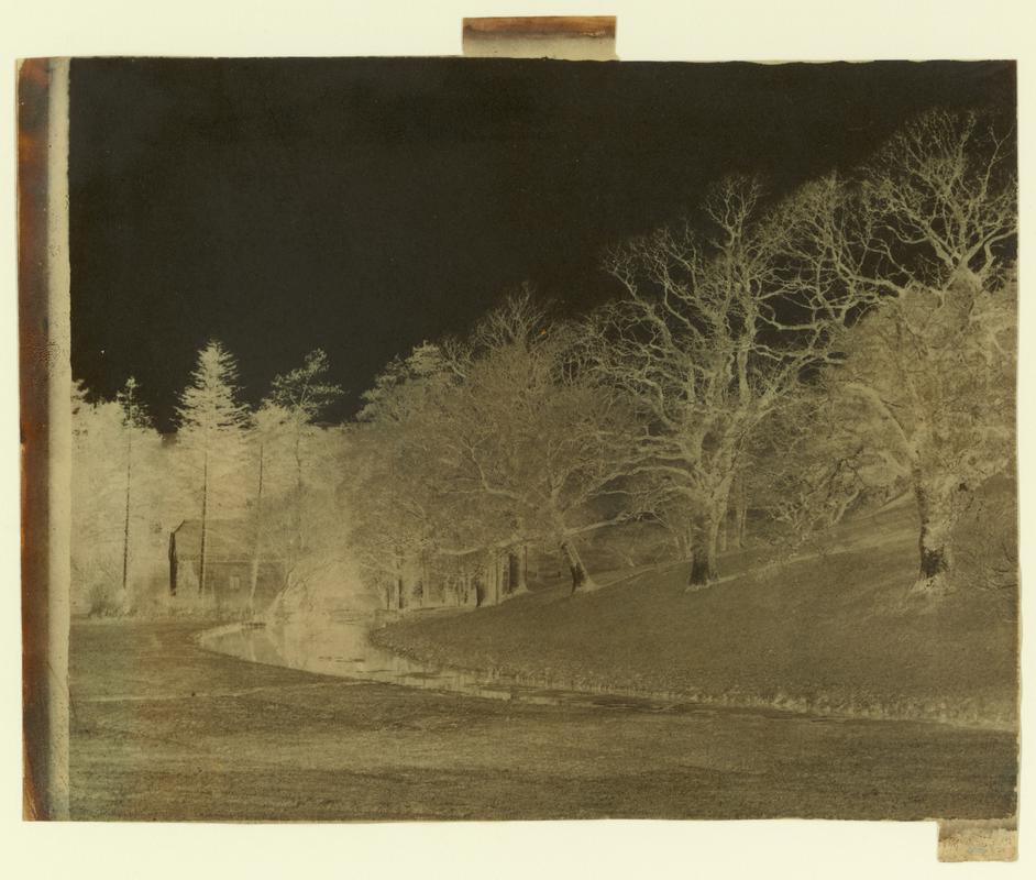 In the water meadowns, Minterne (negative)