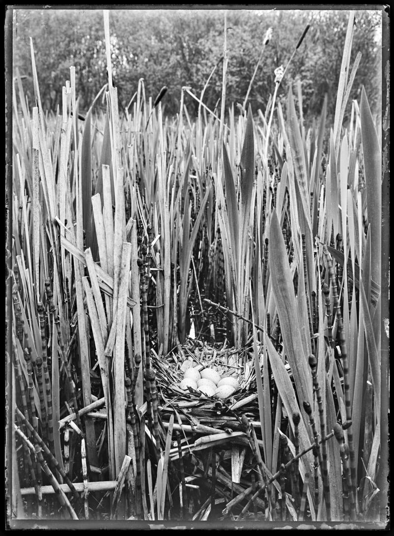 Coot nest, glass negative