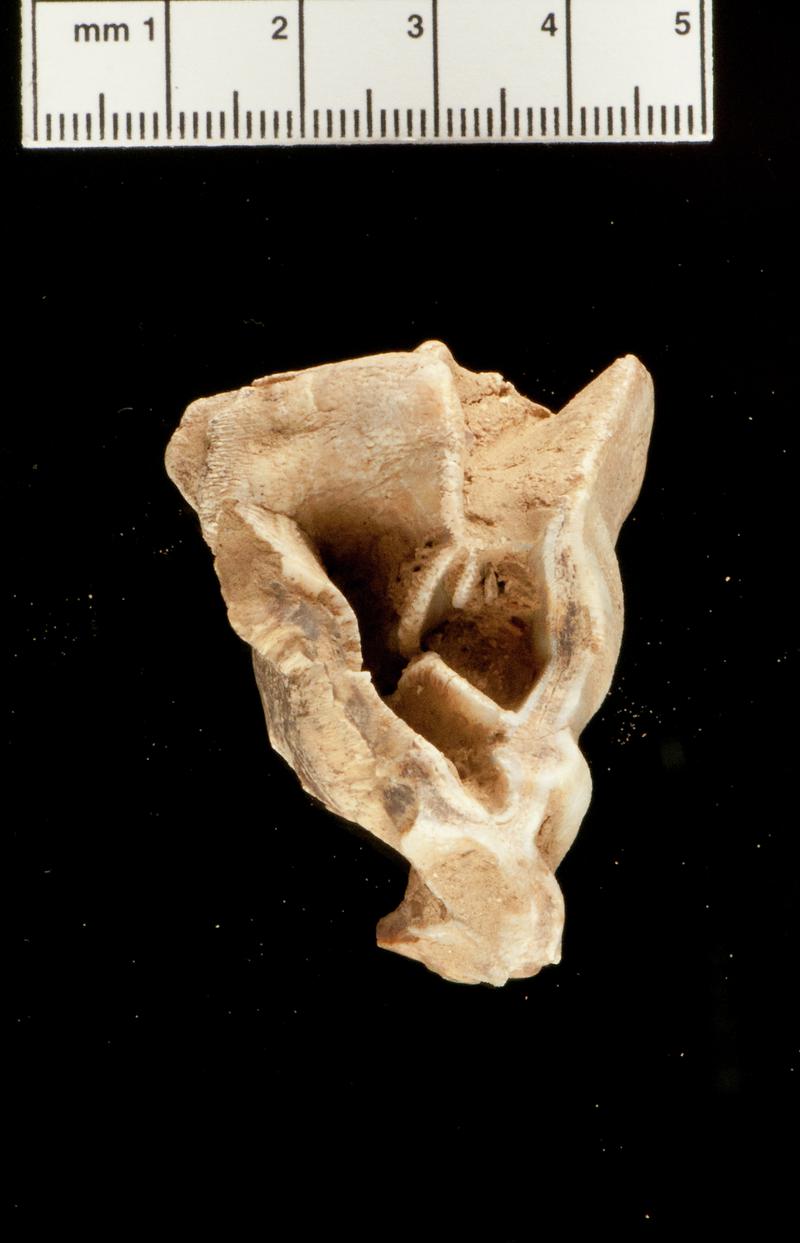 Pleistocene woolly rhinoceros tooth