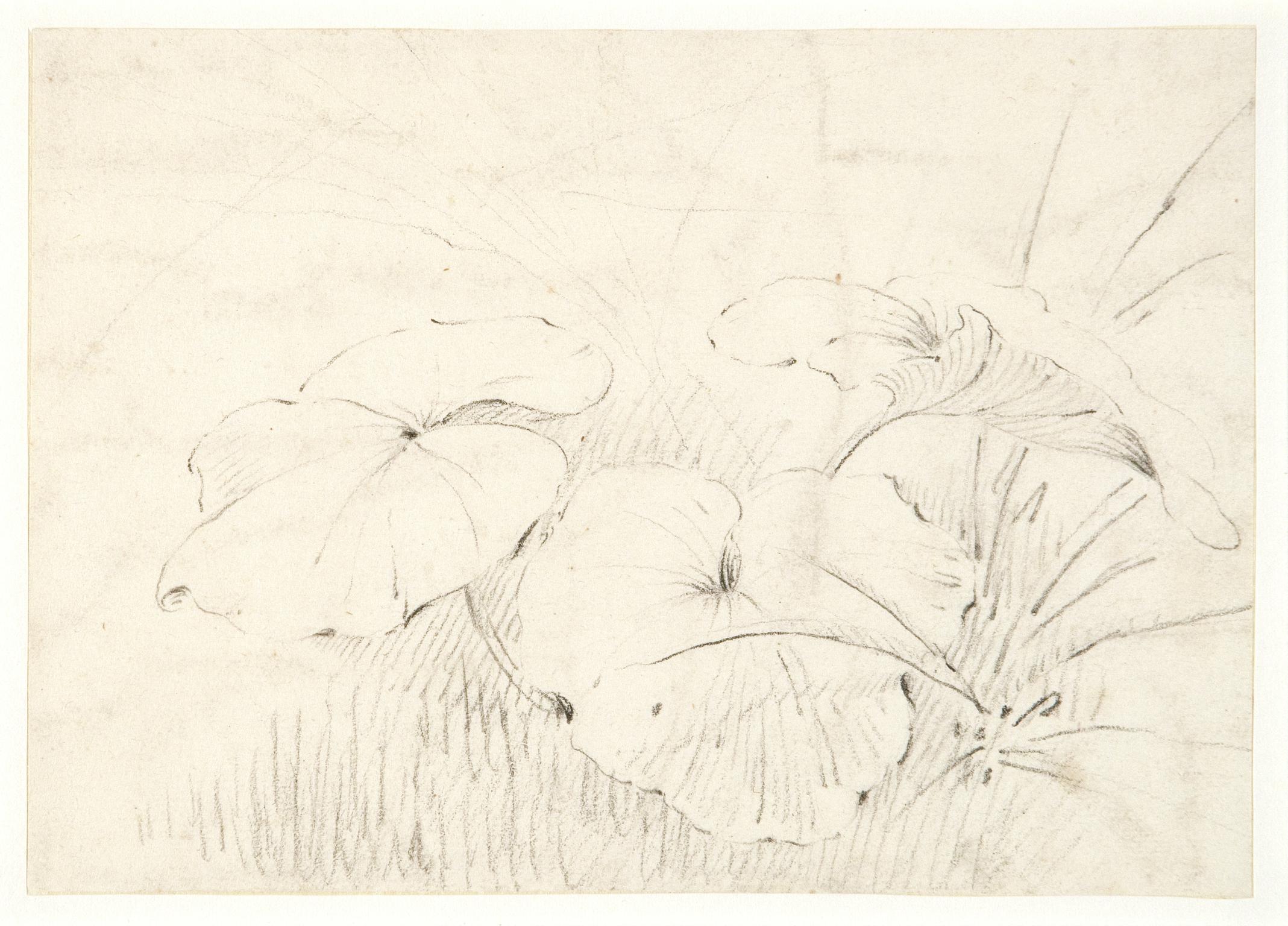 Study of plants (three leaves of an acanthus)