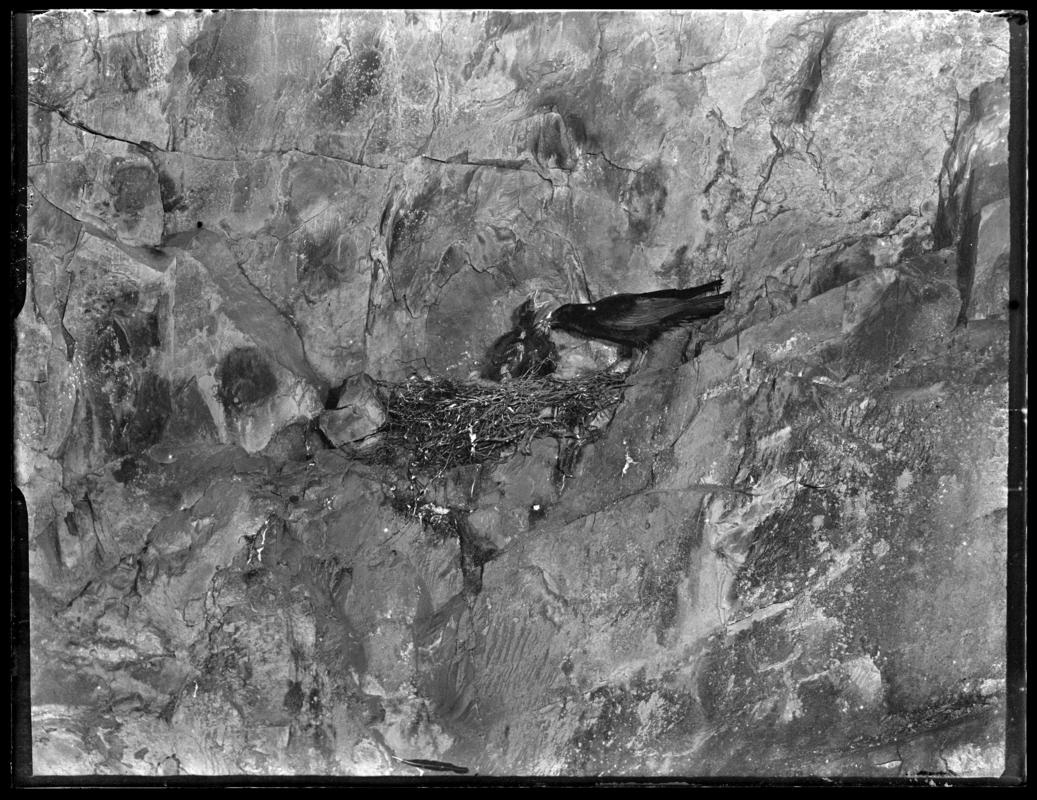 Chough, glass negative