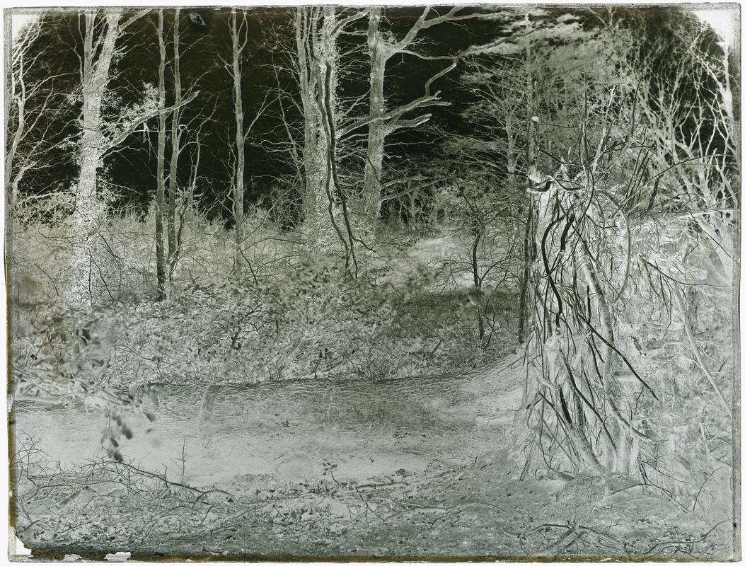 Fallen tree, glass negative