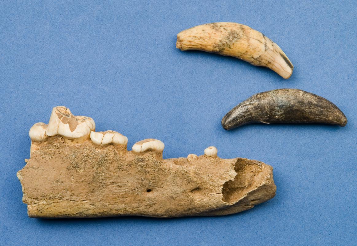 Wolf jaw and teeth