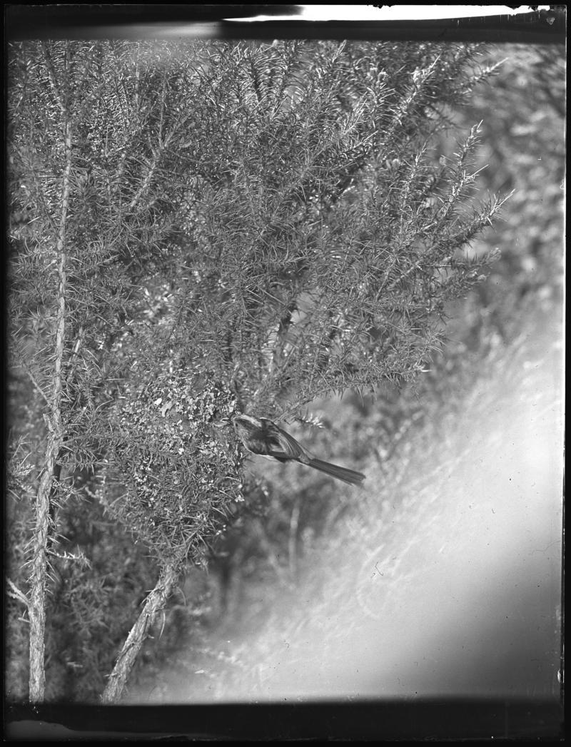Long-tailed Tit, glass negative