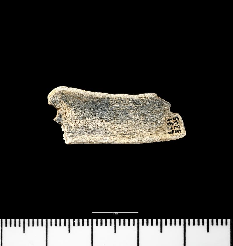 Early Medieval bone comb