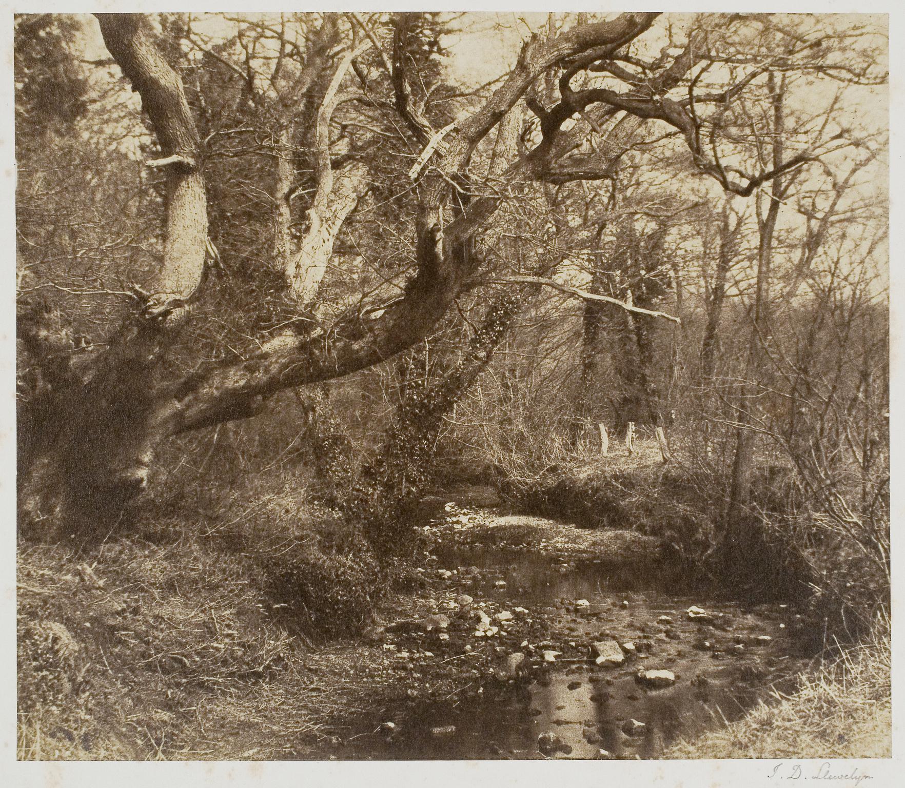The Owl's Oak, Penllergare, photograph