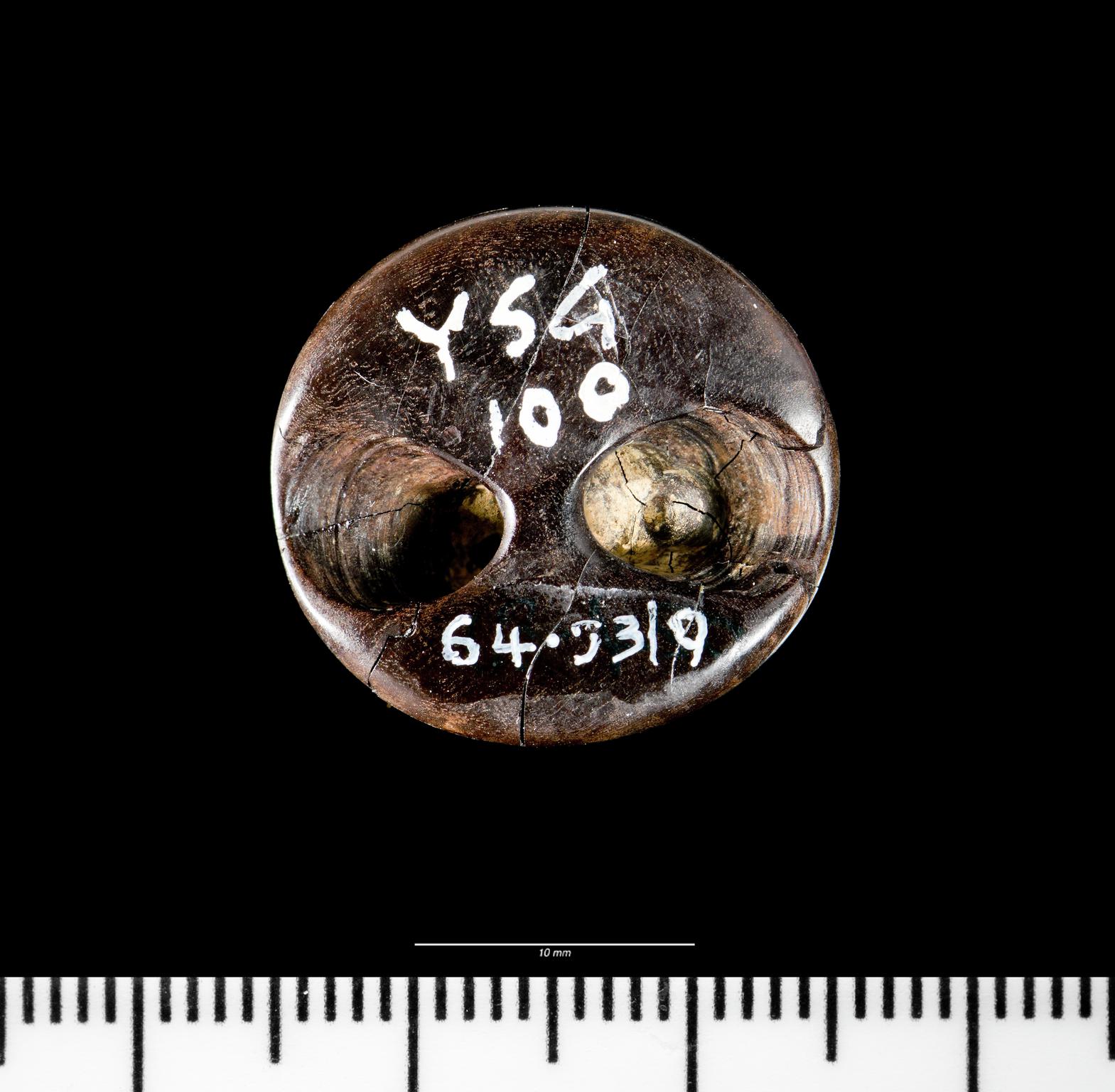 Early Bronze Age jet button