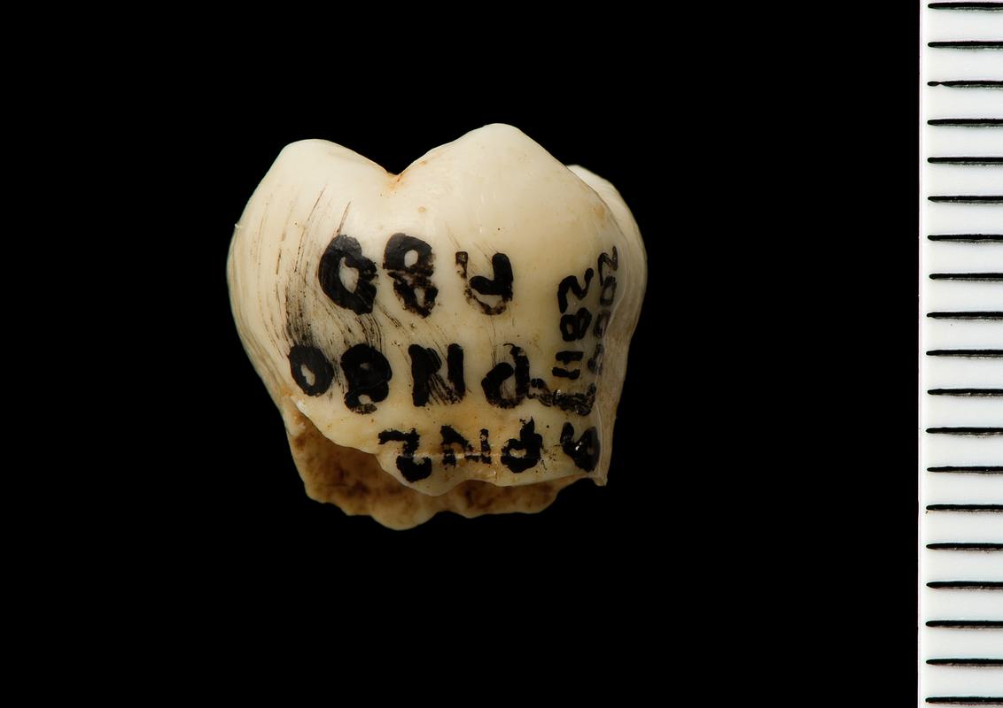 Human tooth PN2  . Pontnewydd Cave