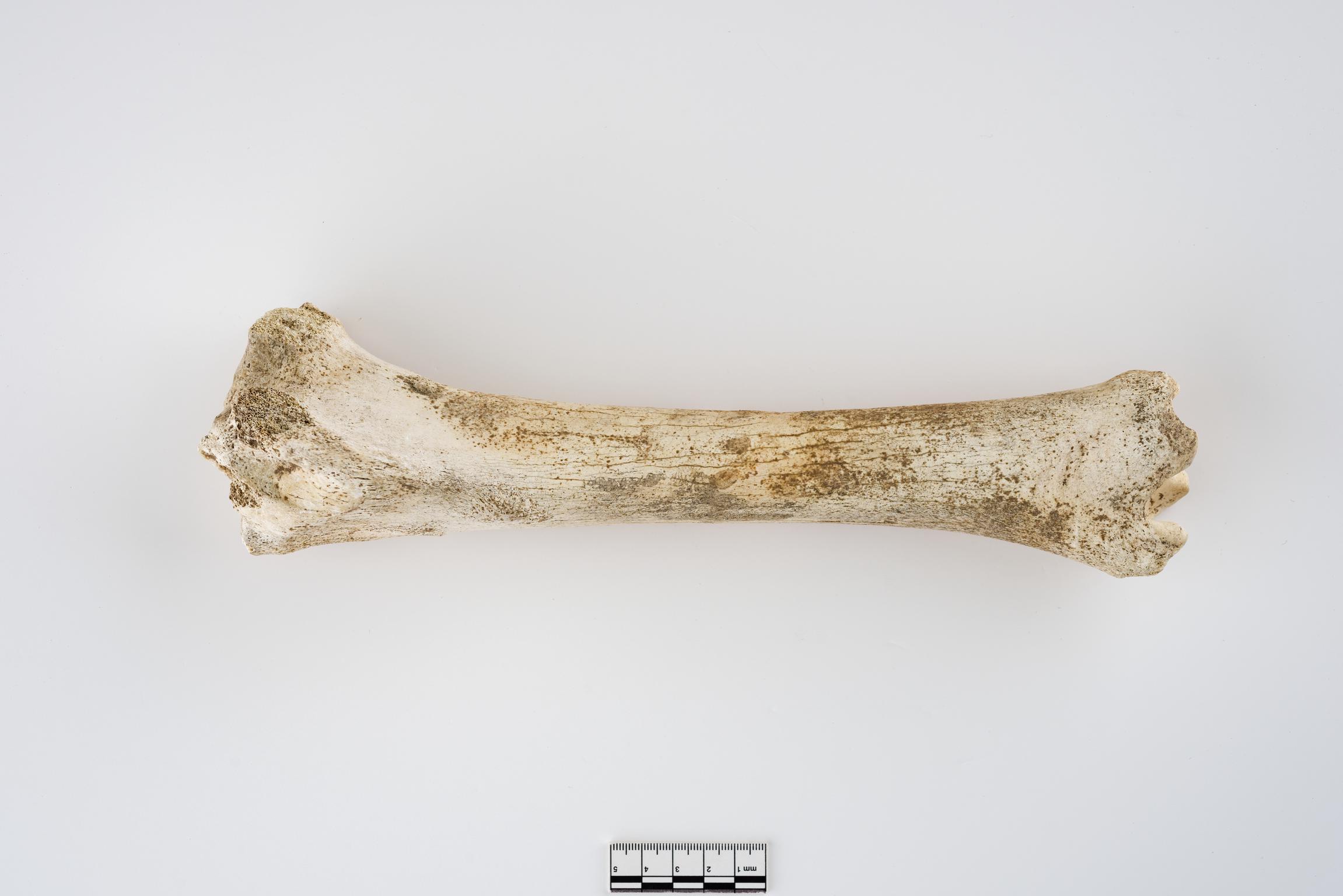 Holocene horse bone