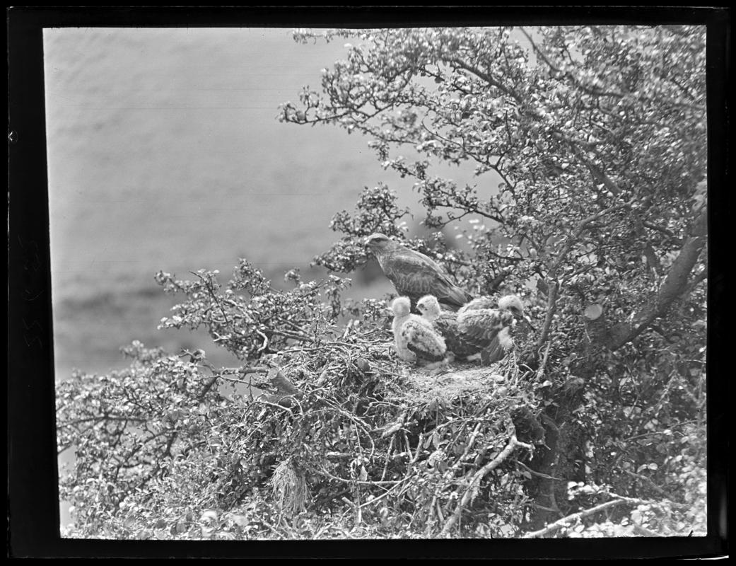 Glass negative - ¼ plate