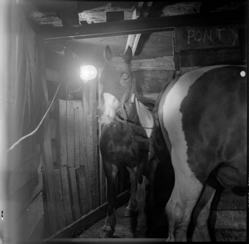 Black and white film negative showing a pit pony in the underground stables.