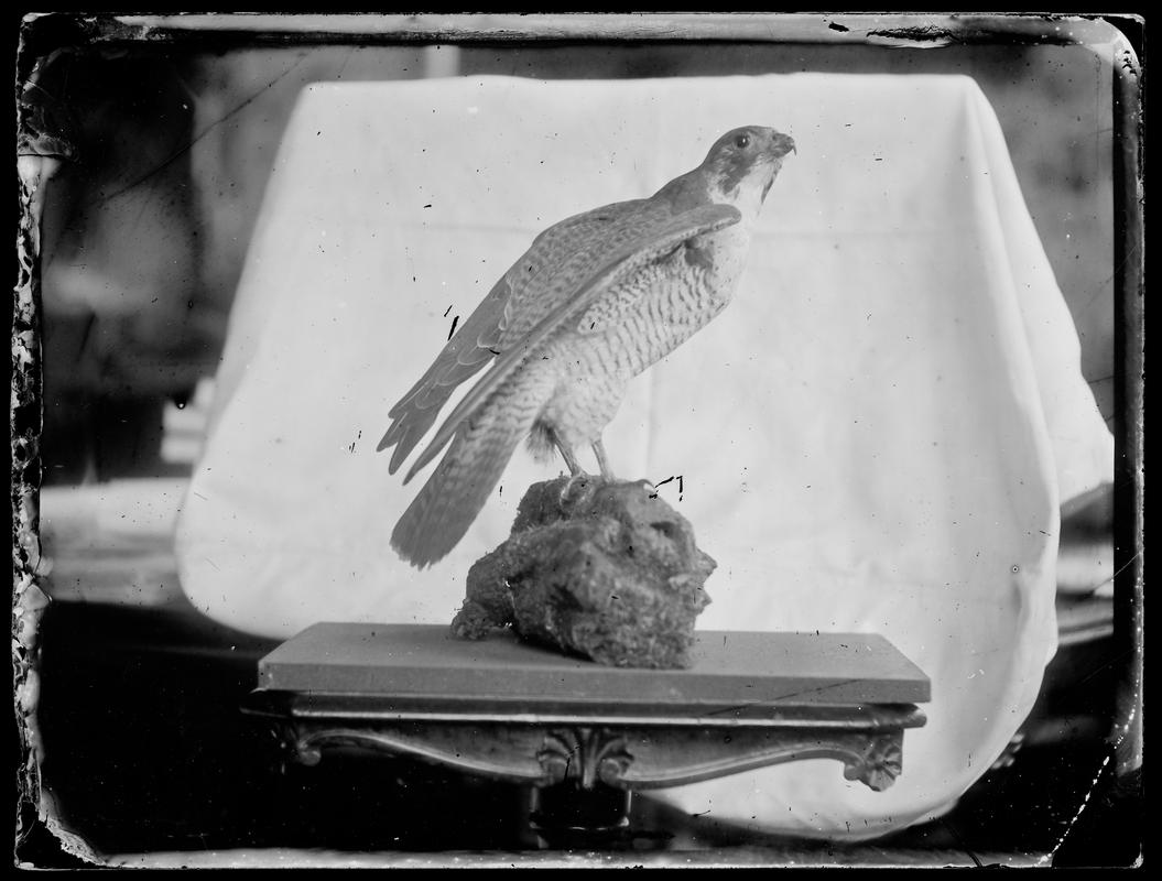 stuffed hawk on table, glass negative