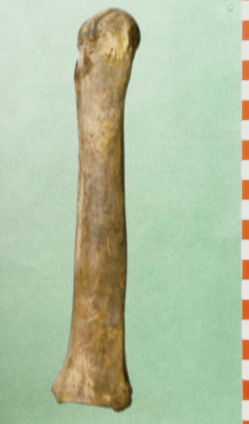 Undated animal remains