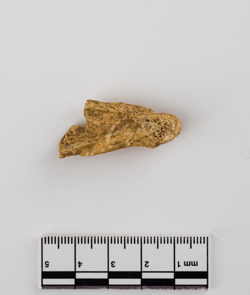 Pleistocene deer bone