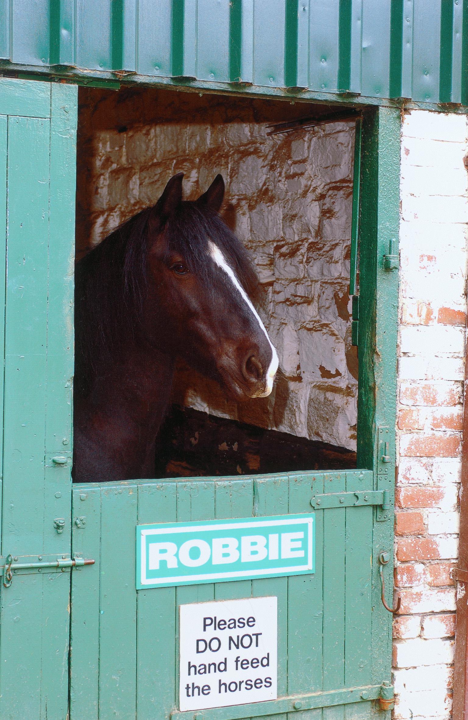 Colliery horse Robbie, photograph
