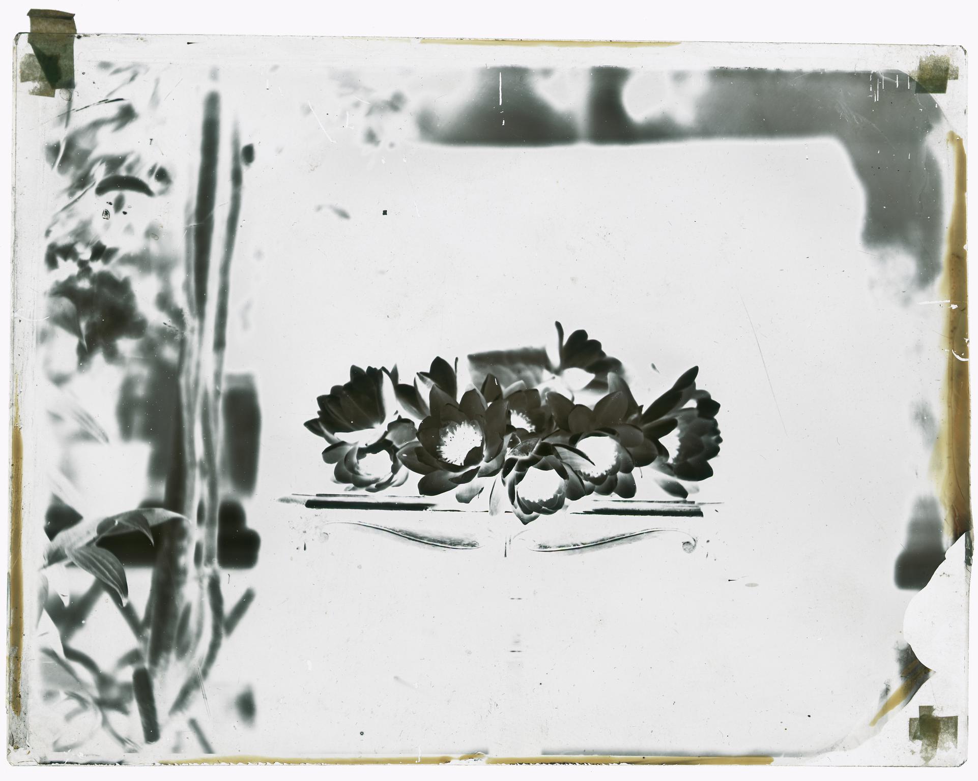 Water lilies, glass negative