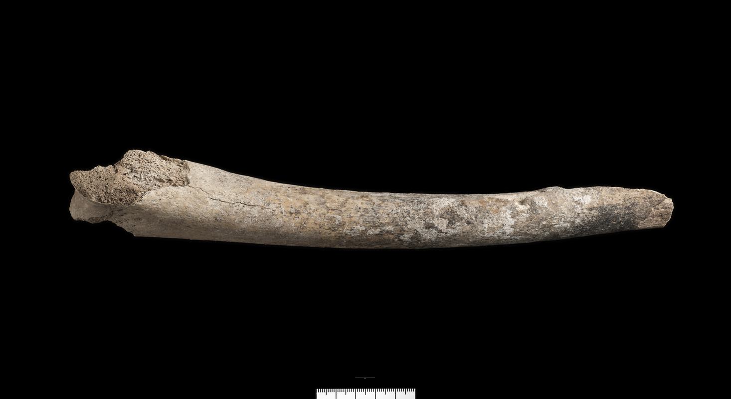 Prehistoric human bone