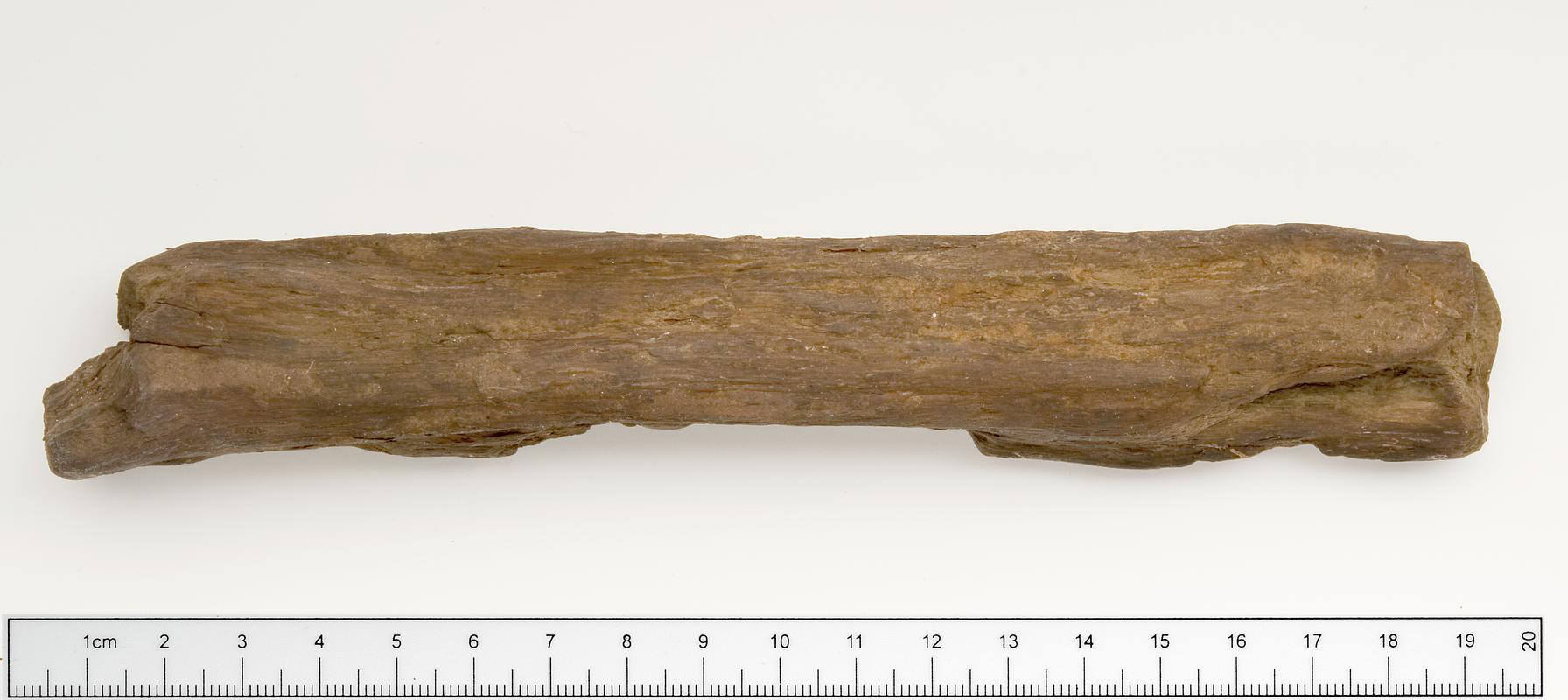 Mesolithic wooden digging stick